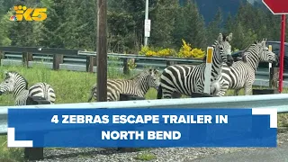 3 zebras captured, 1 loose after escaping trailer in North Bend near I-90