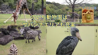 のいち動物園はサバンナエリアも充実！#のいち動物園 #動物園 #キリン #シマウマ #ハシビロコウ