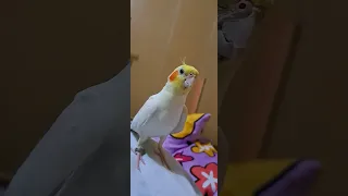 Cockatiel Singing Happy Valentines everyone-Apple❤️#cockatiel #pets #birds #parrot #goodvibes #cute
