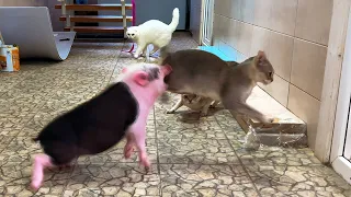 A PIG ATTACKED A CAT! / Real life with mini pigs