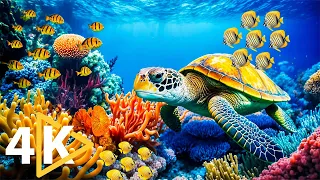 4K (ULTRA HD) - Relaxing music for stress relief🐬, Coral Reefs, Fish and Colorful Sea Life.