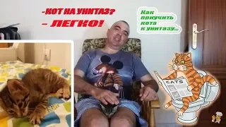 Как приучить кота ходить на унитаз