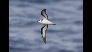 Black-winged Petrel, 590NM south of Tonga, 17 February 2024