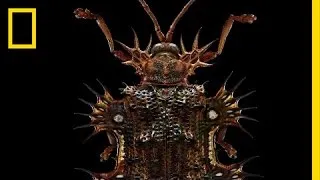 Beauty Through the Microscope: Bugs Like You’ve Never Seen Them Before | Short Film Showcase