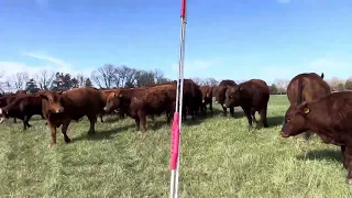 Jan herds 84 bulls and steers by herself, does a great job with it.