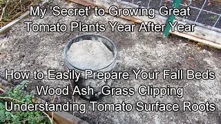 My 'Secret' to Growing Great Tomato Plants Year After Year: Wood Ash, Fresh Grass & Fall Preparation