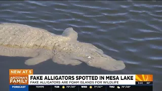 Fake alligators create worry at Mesa lake