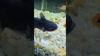 Gulper Fish Eats His Friend Steve!