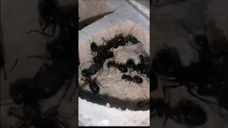 КРУПНЫЕ АГРЕССИВНЫЕ муравьи - CAMPONOTUS HERCULEANUS