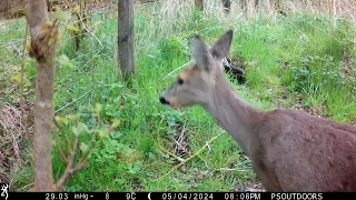 2024-05 May Trail Camera | Scottish Wildlife | Roe Deer