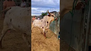 Calas en Rancho El Rincón  #antifaz #toros  #flordepino #jaripeo  #toros