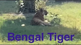 Bengal Tiger #video #viral #viralvideo #youtube #youtubevideo #trending #nature #animals #tiger #zoo