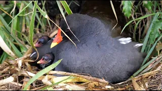 Common Moorhen family