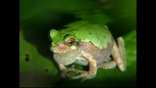 Bird voice treefrog, Hyla avivoca