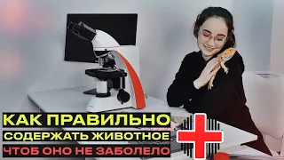 МОЕ ЖИВОТНОЕ ЗАБОЛЕЛО - ЧТО ДЕЛАТЬ? Интервью с ветеринаром-герпетологом Дарьей Левис