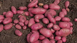 Дачная экспертиза 7. Подводим итоги посадки картофеля разными способами.
