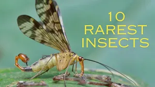 10 Rarest Insects You Didn't Know Existed