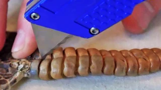 What's Inside a Rattlesnake Rattle? Snakes and More