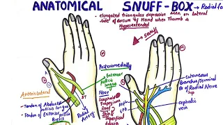 Anatomical Snuff Box | Radial Fossa Anatomy