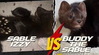 sable Buddy meets Izzy the sable