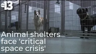 Some Las Vegas animal shelters call for foster volunteers amid 'critical space crisis'