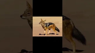 Jackals in the past🤔 #music #animals #shortvideo #wow ##jackal