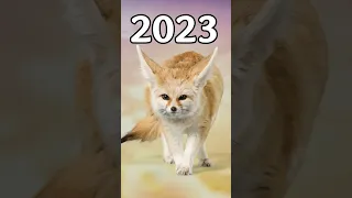 2023 Fennec fox vs 5000 bce Fennec fox