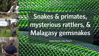 "Snakes & Primates, Mysterious Rattlers, & Malagasy Gemsnakes" (Panel 1)