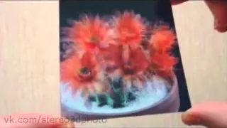 Кактус цветет