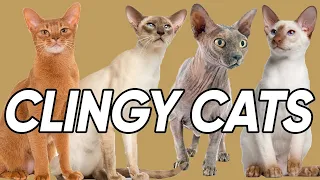 Seven Cat Breed that are TOTALLY Clingy