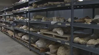 University of Texas paleontologists rediscovering fossils found in the 1930's | 11/2016