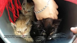 История спасения котят| Поймали кудрявого котенка | saving homeless kittens