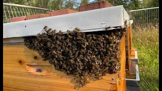 Episode #99 - Fall Swarm ??