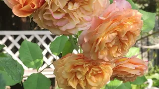 Еще немного летнего цветения роз