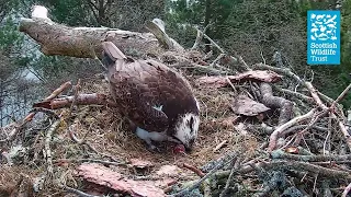 Female Osprey NC0 Laying First Egg of the Season - Loch of the Lowes Webcam (2024)