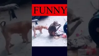 Funny monkey and dog funny #funny #shorts #animals