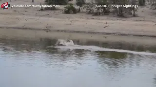 TOP CROCODILE ATTACKS IMPALA MOMENTS#!Animal Tv!#