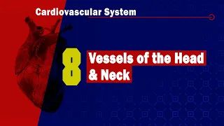 8. Vessels of the head and neck