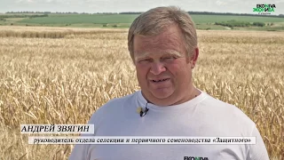 Озимая пшеница. Собственная селекционная программа. ЭкоНива-Семена