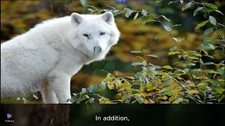 WOLVES are WONDERFUL
