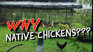 Native Chicken Farming in the Philippines | Why Native Chickens for Organic Farming??? 🐔