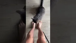 Семён не всегда добрый 🙀😹 #shorts #котики #кот #кошка