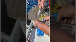 Boaters Rescue Sea Turtle Trapped in Netting