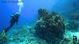 Дайвинг на красном море. Ras Mohamed, Shark & Yolanda Reef