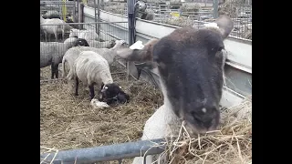 Sheep on the Dutch road -  Verita's Visit to a city farm near Delft