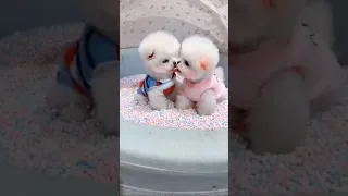 💙Mini pomeranian _ Cute and funny baby dog videos | Tik tok animals #210 #shorts