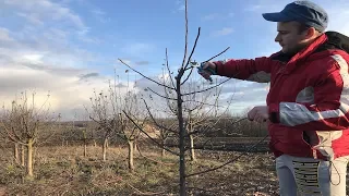 КАК ПРАВИЛЬНО  ОБРЕЗАТЬ ЯБЛОНЮ  ВЕСНОЙ 2019 обрезка яблони весной яблони 3 года