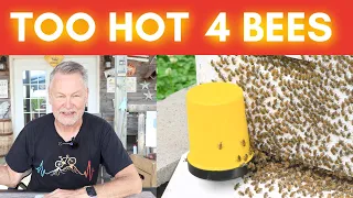 Beekeeping | How To Keep Your Bees Cool In Hot Weather