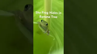 Shy Frog Hides in Banana Tree #frog #shy #banana #florida