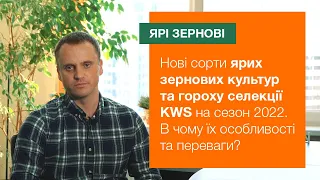 Нові сорти ярих зернових культур та гороху KWS на сезон 2022. В чому їх особливості та переваги?